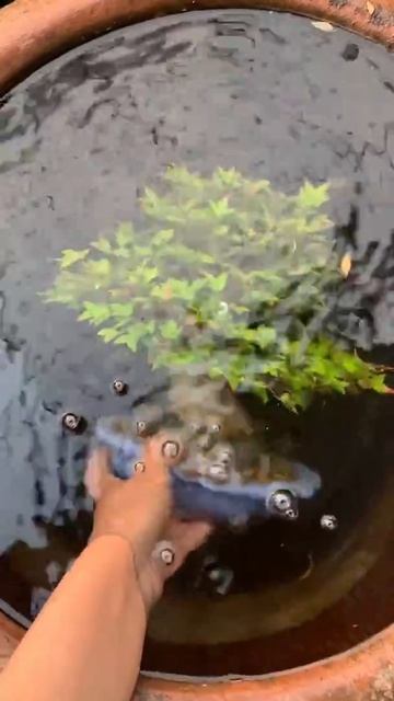 矮霸唐枫泡泡水、掌中宝爱不释手 #盆景 #唐枫盆景 #小品枫树