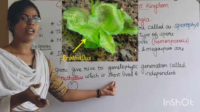 Pteridophytes, Classification and Economic Importance| Class 8 Term 1 Unit 17 Plant Kingdom