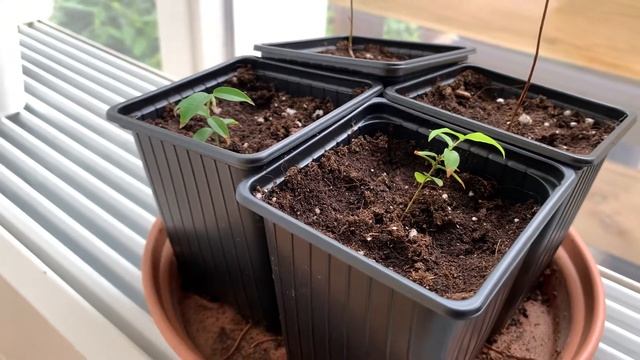 Repotted my jaboticaba’s (best soil mix)