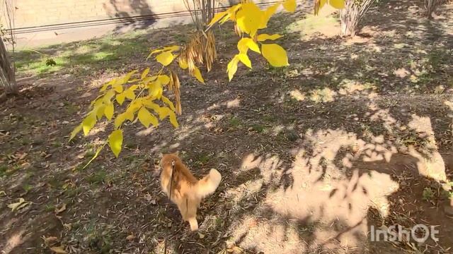 10 октября 2022 г. Рыжий кот бежит гулять 🐈🍁