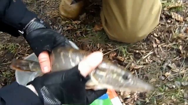 Фестиваль ФИПС- Подснежник 2015