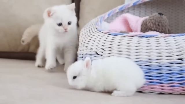 Милый котенок и маленькие кролики
