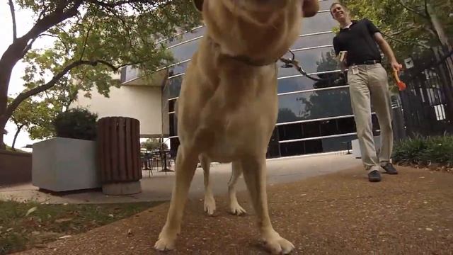 Walk from a Happy Dog's POV