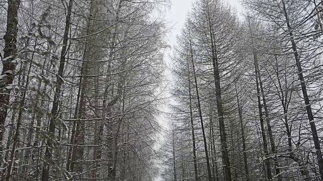 В царстве высоких деревьев. Зимний лес. Февраль.