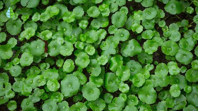 GOTU KOLA 🍀 Properties and Benefits of CENTELLA ASIATICA