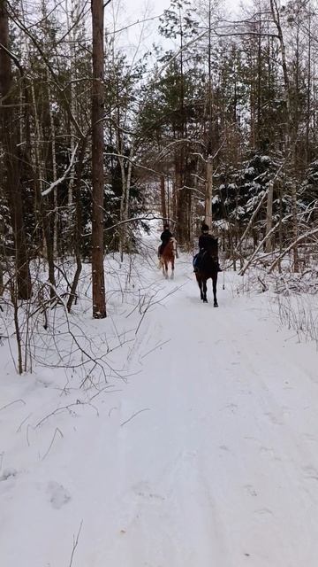 Алена и Каспер, Даша и Аквилон. Поездка в лес. #horse #equestrian #лошади #pony