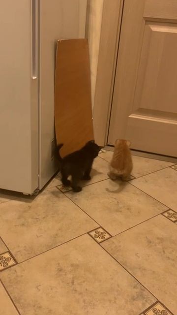 Котята Кеша и Яша