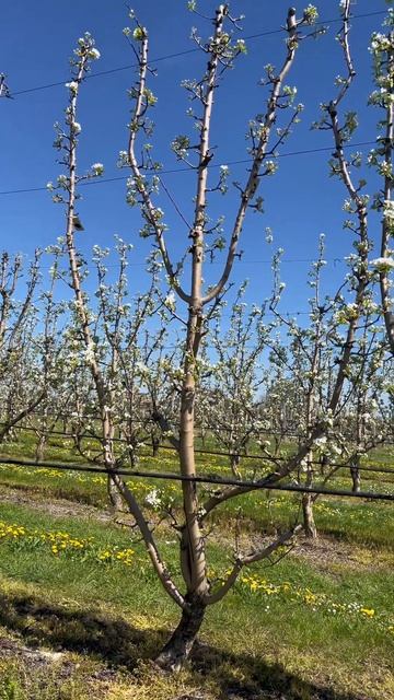 Груша, пример по формированию