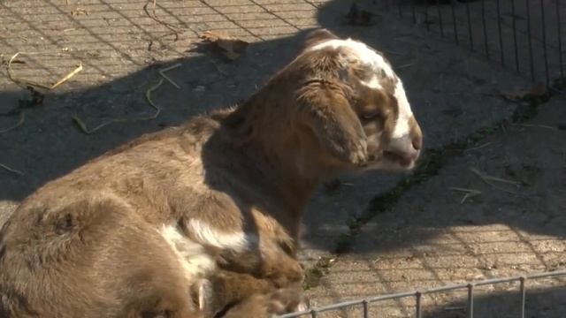 Empire market hosts goats in the garden event