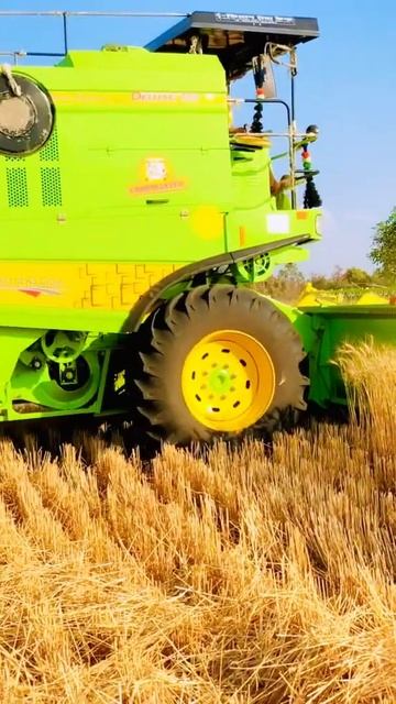wheat 🌾 harvesting at malva MP #shorts #ytshorts #malva #viral