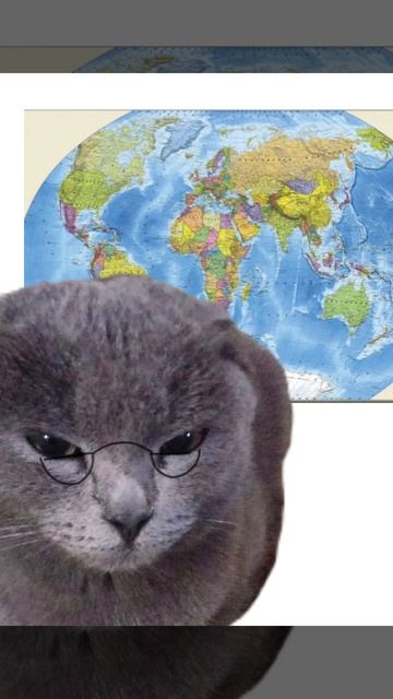 Если бы наши коты были учителями