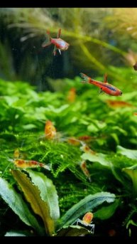 Chilli Rasbora 🌶 ❤️