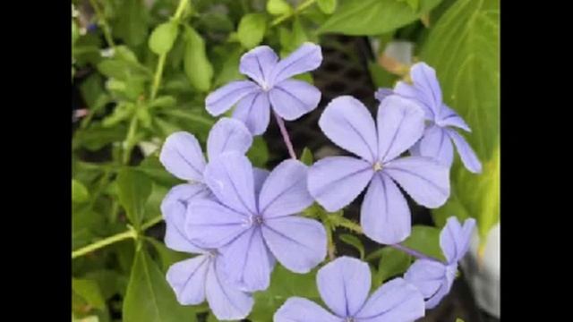 【アッチ】ルリマツリの花 '17/09/10 -Plumbagocapensis-