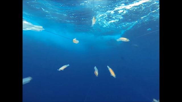 Underwater Highlights - Tuna compilation with TrollPro