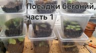 Пересадка бегоний, часть 1