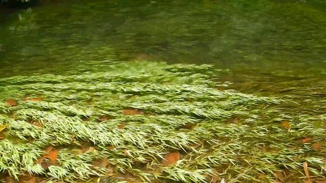 Cryptocoryne in a Stream in Kerala [Watch in HD]
