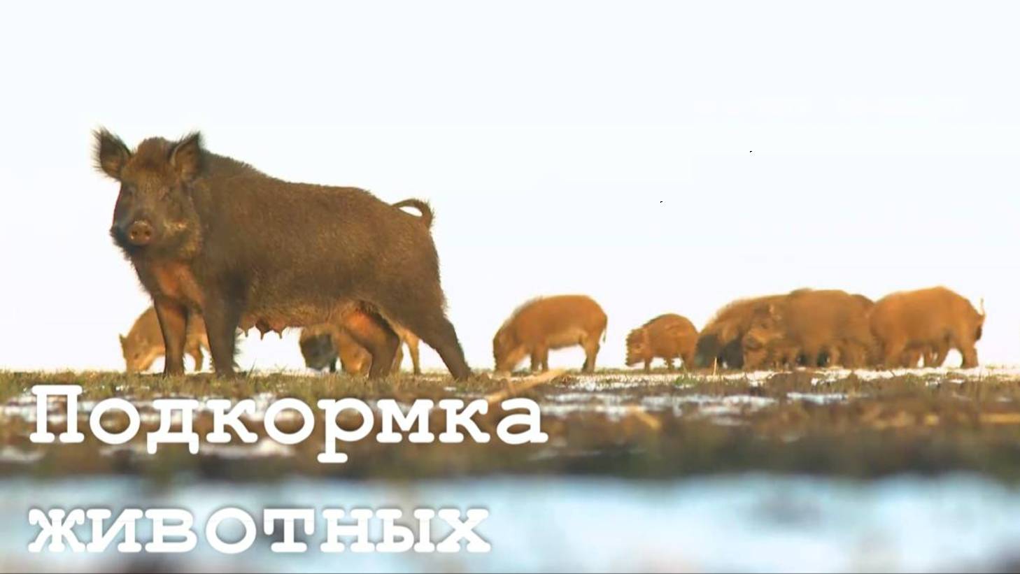 Работы лесхоза по подкормке животных и насаждению леса