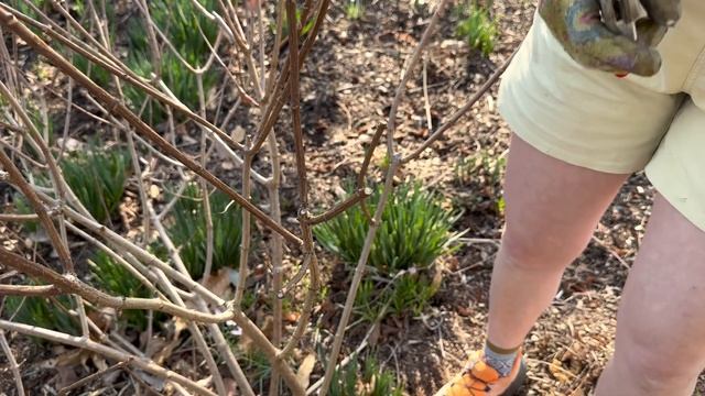 Gardener's Almanac: Pruning Hydrangeas