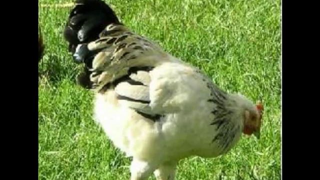 DJ Farm - The Chicken Song (Techno Remix)