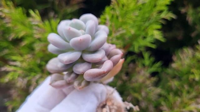Echeveria Bill Gates