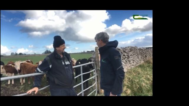 Let's Talk Organics - Growing red clover silage to finish beef cattle