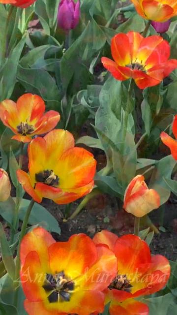 ТЮЛЬПАНЫ ЕЛАГИНА ОСТРОВА / TULIPS OF YELAGIN ISLAND
