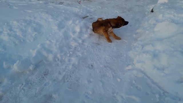 ,,ГРУСТЬ _ ТОСКА БЕРЕТ,,?