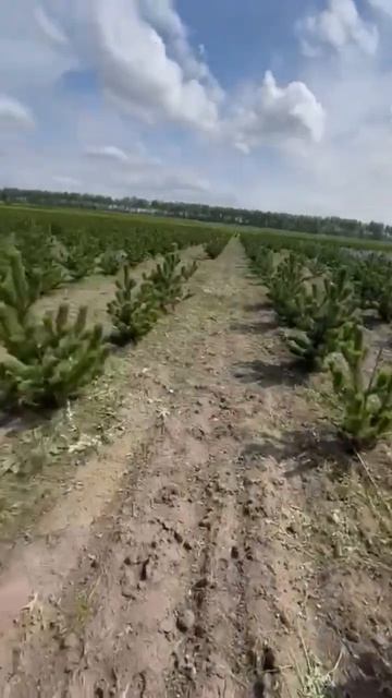🌲Сосна чёрная «Орегон Грин». Поля на продажу