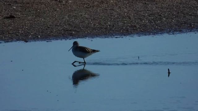 Marsh Sandpiper, Albastrello (Tringa stagnatilis)