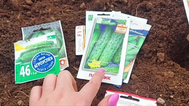 перевезли часть рассады в теплицу🧚♀️🏡 лен. область посадила первые огурчики🥒)