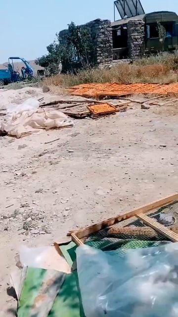 ВОТ КАК СУШИТЬ  КУРАГУ В ТАДЖИКИСТАНЕ