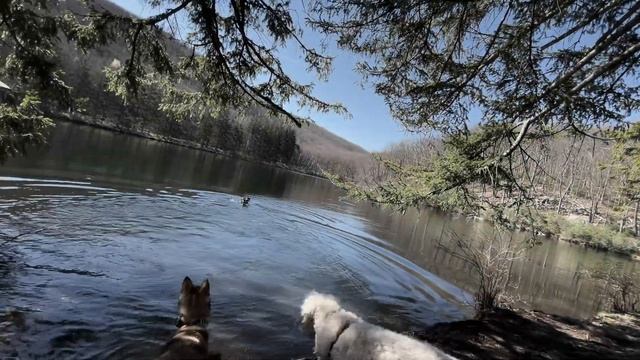 MONDAY 4/15 HIKE WITH IRIS, HARLOW, INDIE AND SAHARA