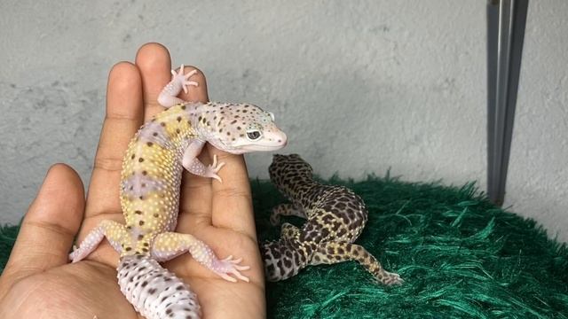 White and Yellow Leopard Gecko | Tsg