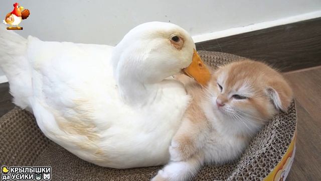 Утята и Цыплята - Кошки и котята (156) Хвостики да Усики ❣️🤗😂