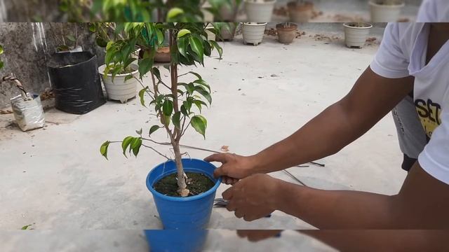 ficus Benjaminina Bonsai care ,How to ware little benjamina , curving little benjamina stem.part 1