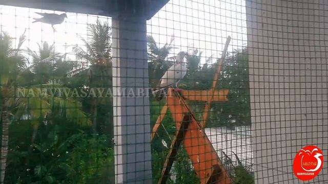 புறா நோய் தடுப்பு முறைகள் |Pigeon disease and treatment|E0046 #puravalarpu #pigeoncage #புறாவளர்ப்ப