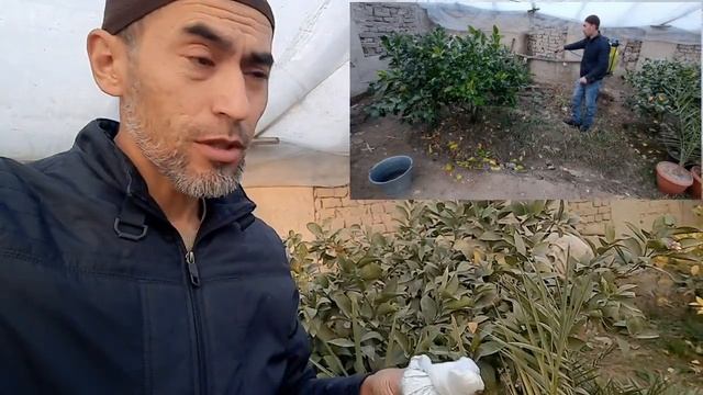 Декабрь ойида лимонни парваришлаш. 6та тавсия.