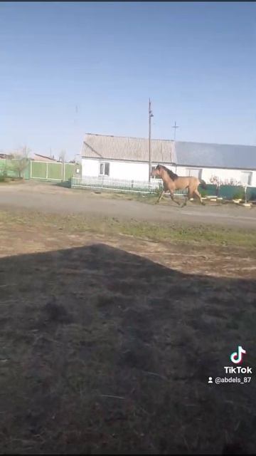отпускаем жеребца в косяк!