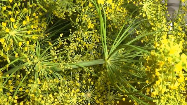 Der Dill - Gurkenkraut, Blähkraut & Zauberkraut