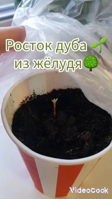 Росток дуба из жёлудя🌱🌳🌎❤😍🥰 #сад #садовод #garden #jardin #plants