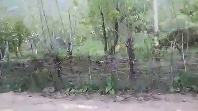 Сайдон Хост