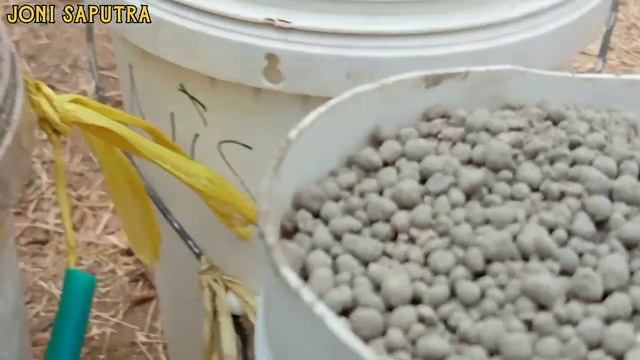 Rahasia timun tetap super walau sudah di panen berkali kali...☺️!?