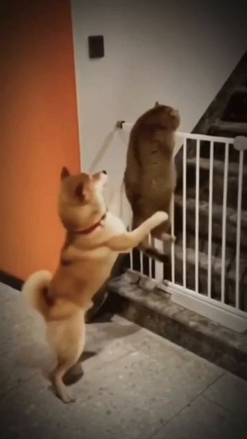 Друг в беде не бросит, жопку подбросит..