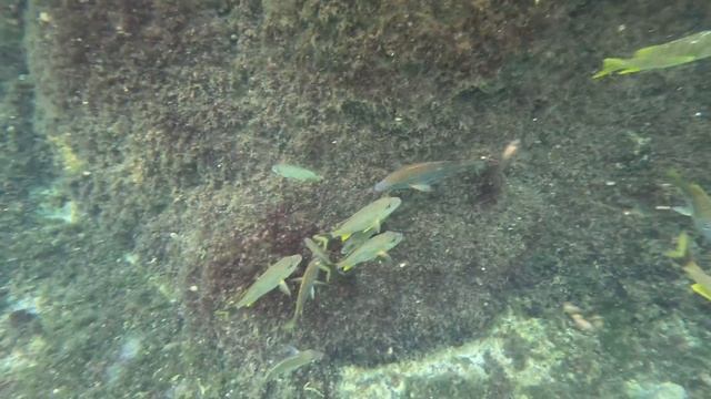 Cayman Island 2023 snorkeling with sea turtles 4k