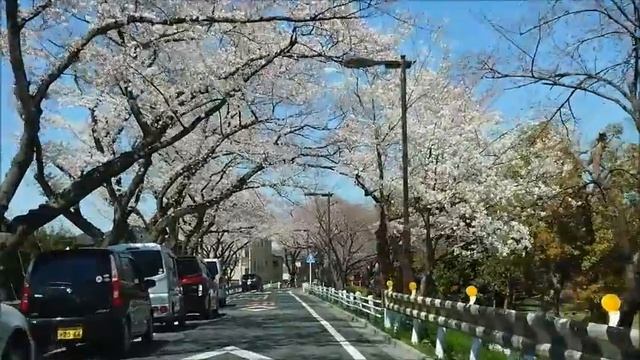 Mizumoto Park  Sakura cherry blossom viewing of April 4, 2019