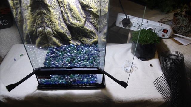 Step by step Crested Gecko terrarium setup (LIVE PLANTS)