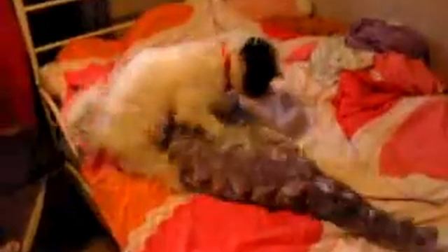 Calypso Humping - 06/16/06