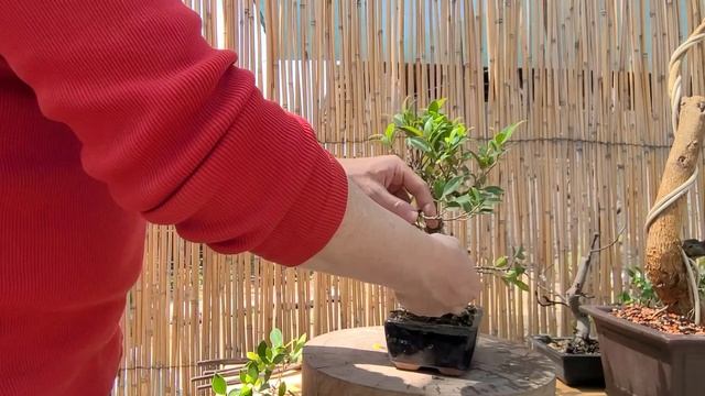 Как сформировать бонсай из магазинного материала. Фикус Ретуза. Ficus Retusa. 5.05.2024