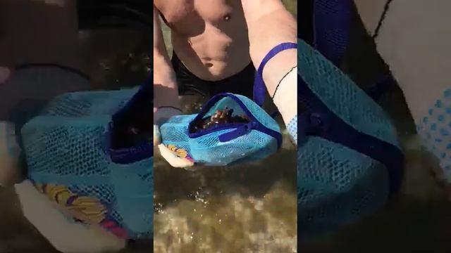 Анапские мидии