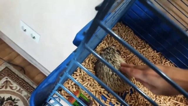 привет мой ёж .